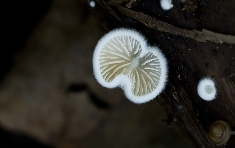 Crepidotus cesatii